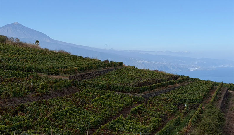 From Bodegas Monje, you often get a clear view of Teide rising above the vineyards, especially on crisp days when the clouds stay low. It’s one of those rare winery views where volcanic history is literally part of the backdrop.