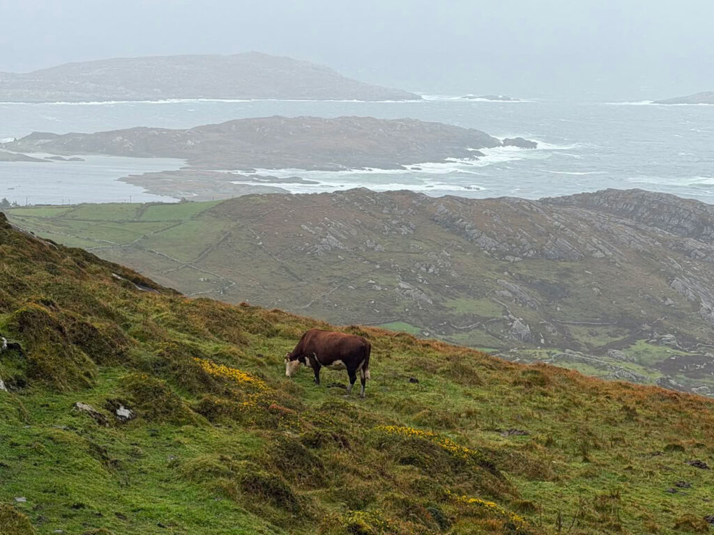 Ring of Kerry views with cow