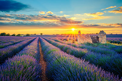 Rows of blooming purple lavender leading to a small stone ruin during a golden sunset with sun rays bursting through the clouds.