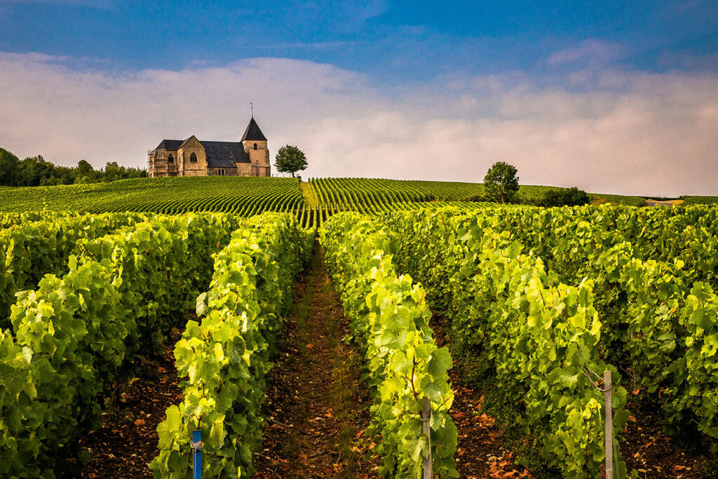 Grapevines growing in the Champagne region, the only place true Champagne is produced.