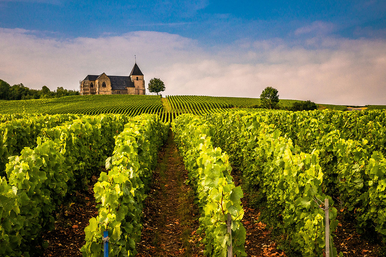 Grapevines growing in the Champagne region, the only place true Champagne is produced.
