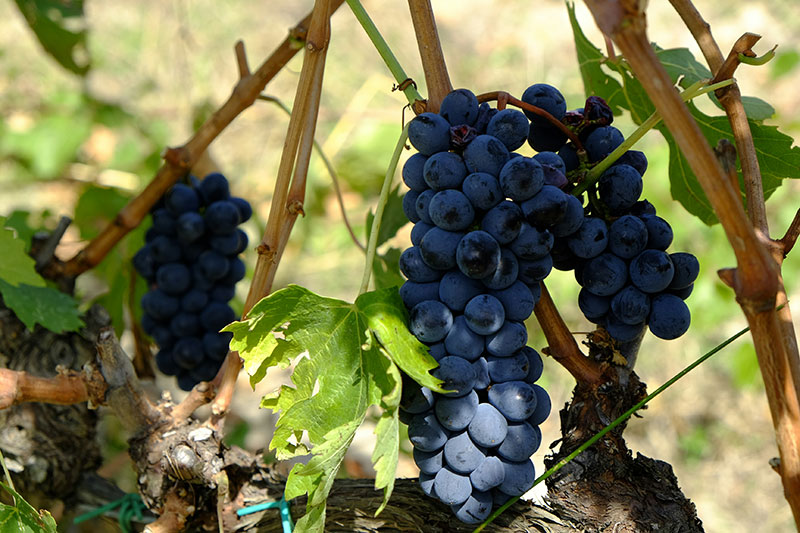 Close-up of ripe Sangiovese grapes hanging on the vine in a Tuscan vineyard, the primary grape used in Chianti and Brunello wines