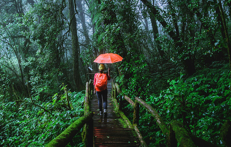 Hiker with a red orange umbrella walking on a wooden boardwalk through the mossy cloud forest at Doi Inthanon.