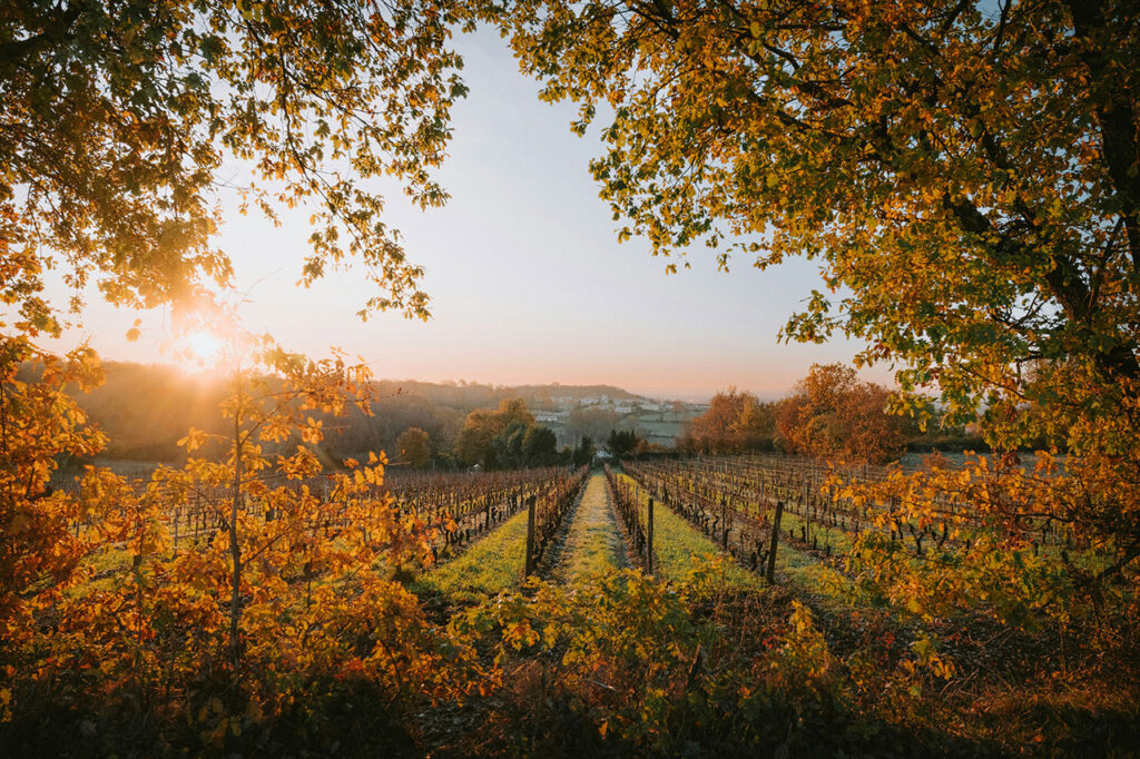Panoramic view of Burgundy vineyards with golden autumn leaves glowing under a vibrant sunset sky