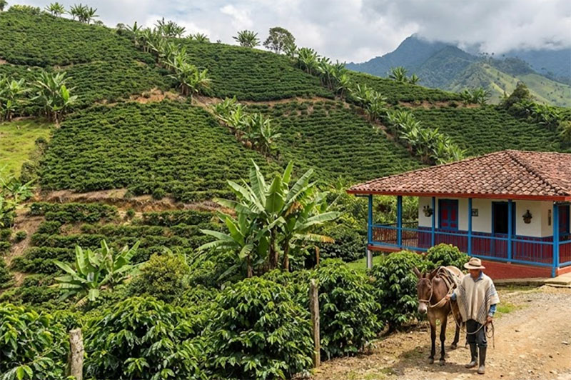 Tall wax palm trees in the Cocora Valley (Valle de Cocora), Salento, Colombia, with green hills and misty clouds.