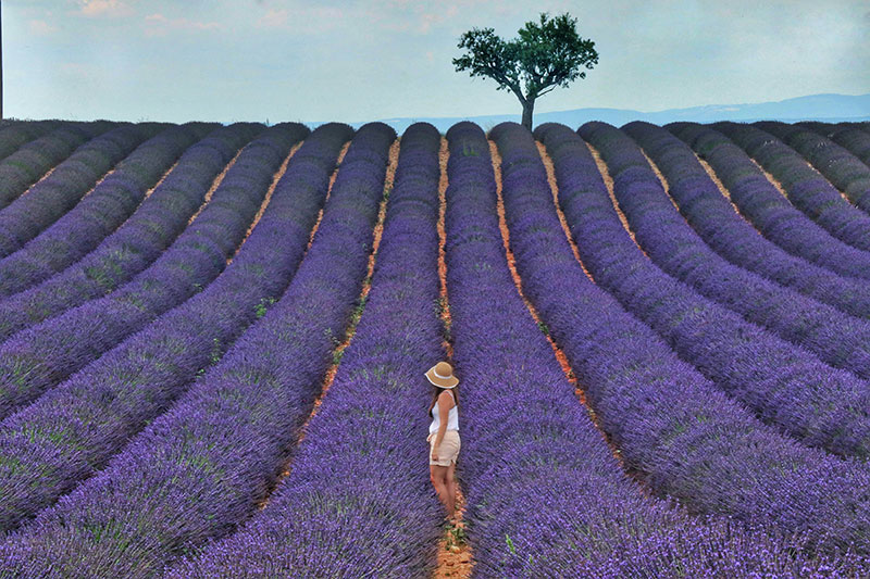 Lavender fields with a women traveler