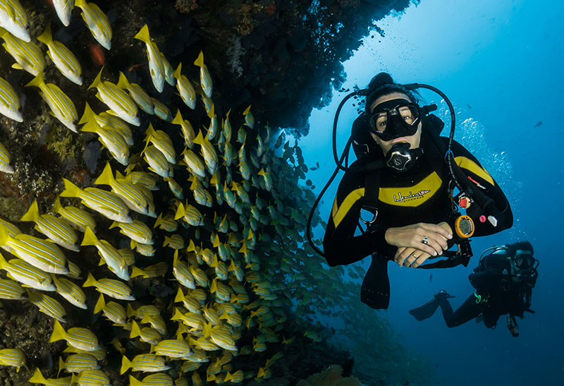 A scuba diver swimming near a rock wall surrounded by a large school of yellow snapper fish in the clear blue waters of Thailand