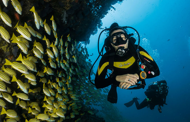 A scuba diver in a black and yellow wetsuit exploring a vibrant coral reef in Cozumel, surrounded by a large school of yellow snapper fish.