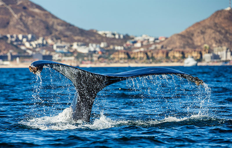 ALT tag: A majestic humpback whale breaching the surface of the deep blue ocean near the Cabo San Lucas coastline, with the iconic "El Arco" rock formation visible in the distance.
