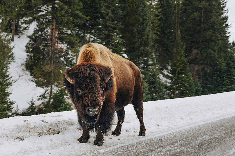 A large American bison stands in the middle of a snow-covered road in Yellowstone National Park, with a backdrop of frost-covered evergreen trees and a misty winter landscape.