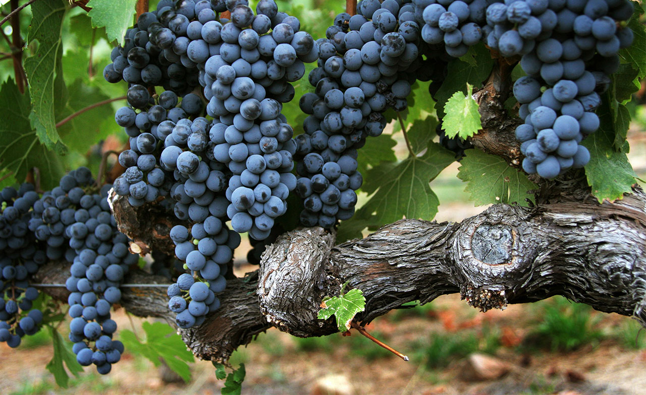 A close-up photograph of a bunch of ripe, dark purple wine grapes hanging from a leafy vine in Napa Valley.