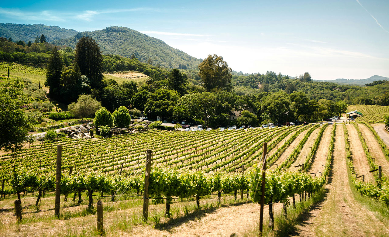 A wide view of a sun-drenched Sonoma vineyard with rows of green grapevines stretching toward rolling hills and a clear blue sky.