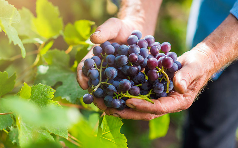 A close-up of a person's hands holding a large, ripe cluster of purple grapes in a vineyard during the autumn harvest season.