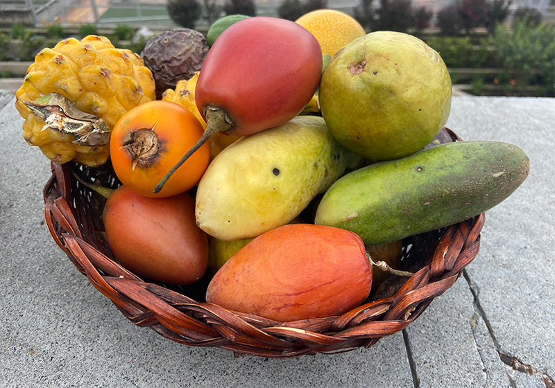 Exotic fruits for sale at a Bogotá market in Colombia