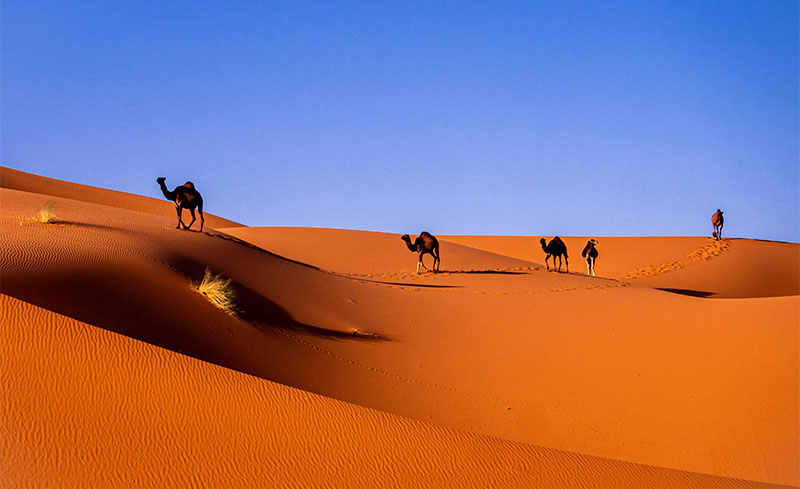 A caravan of camels walking across the rolling orange sand dunes of the Sahara Desert.