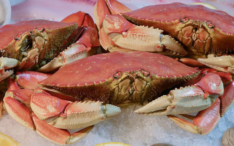 Several fresh, whole Dungeness crabs displayed on a bed of ice