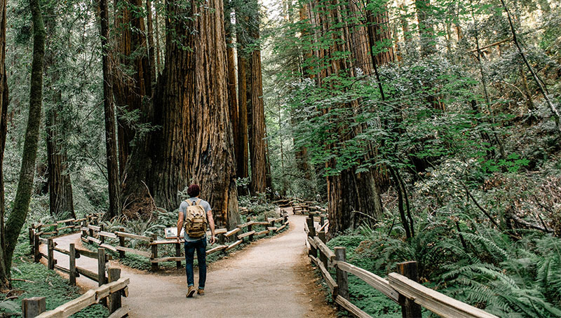 A wooden boardwalk trail winding through a dense grove of towering redwood trees in Muir Woods.