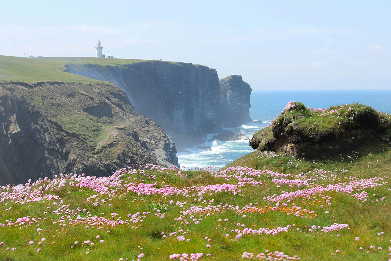Alt Text: A breathtaking wide shot of the Cliffs of Moher in Ireland during springtime, featuring the dramatic dark stone cliffs plunging into the turquoise Atlantic Ocean, with a foreground of vibrant pink wildflowers and lush green grass.