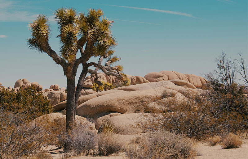 Distinctive spiky Joshua trees growing among large, smooth, rounded boulder formations in a dry desert landscape.