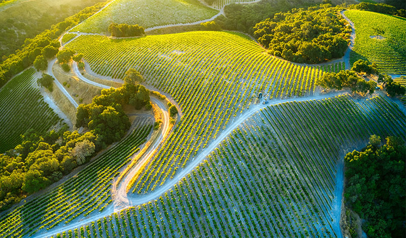 Contoured vineyard rows on rolling green hills in Paso Robles bathed in warm morning light.