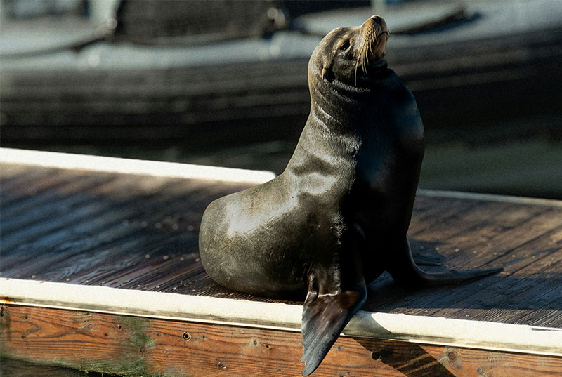 A brown sea lion resting on the wooden docks at Pier 39 in San Francisco