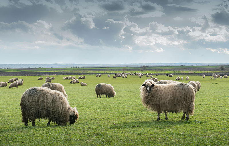 A peaceful scene in the Irish countryside featuring three fluffy sheep grazing in a vibrant green pasture under a soft, overcast sky with rolling hills in the background.