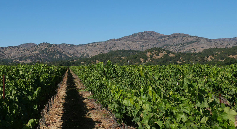 A perspective shot looking down a long, narrow row of a lush green vineyard in Yountville, with the vine leaves vibrant and the dirt path receding toward distant rolling hills under a soft sky.