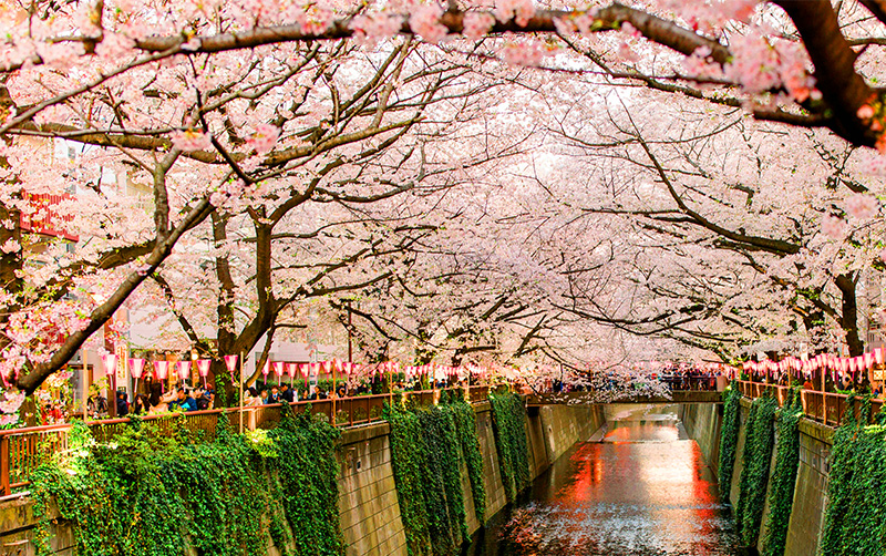 A quiet, tree-lined pedestrian path running alongside the narrow Meguro River in Tokyo, with cherry blossom trees overhanging the water and traditional green railings lining the walkway.