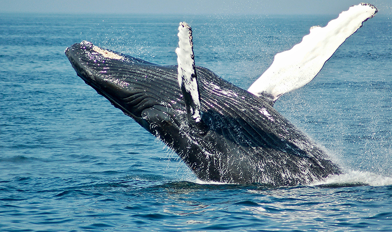 A close-up view of a large humpback whale breaching the surface of the deep blue ocean, with its pectoral fin extended and the iconic Arch of Cabo San Lucas visible in the distant background under a clear sky.