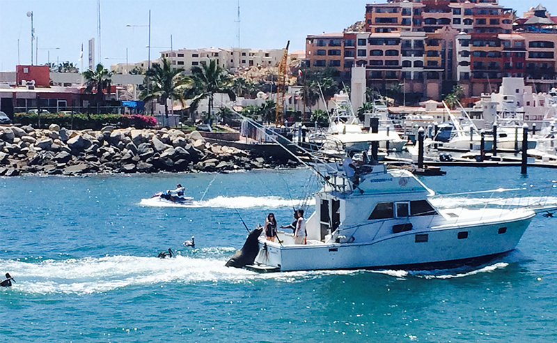 A sea lion hitched a ride on the back of a white deep-sea fishing boat as it enters the Cabo San Lucas harbor, looking expectantly at the crew for a fish snack