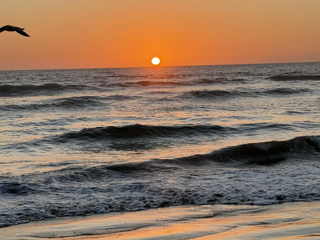 Orange sun above Pacific waves with a bird silhouetted overhead in Mazatlán.
